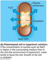 Hypertonic solution effect on bacteria