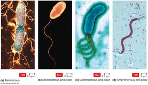 Types of bacterial flagella