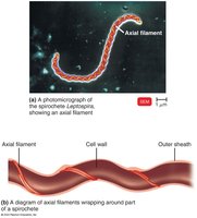 Axial filaments in spirochetes