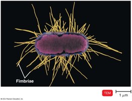 Fimbriae on bacterial cell