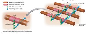 Structure of peptidoglycan