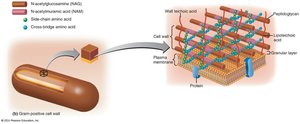 Gram-positive cell wall structure