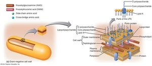 Gram-negative cell wall structure