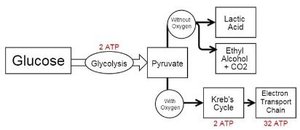 Glycolysis and fermentation pathways
