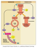 Comparison of respiration and fermentation
