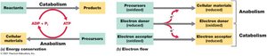 Metabolic coupling and electron flow
