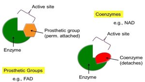 Prosthetic groups and coenzymes in enzymes