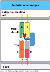 Superantigen mechanism of action