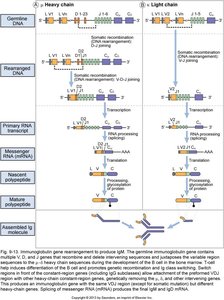 Immunoglobulin classes and subclasses