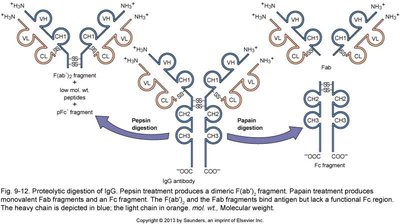 Immunoglobulin gene rearrangement