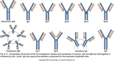 Antibody structure and proteolytic digestion