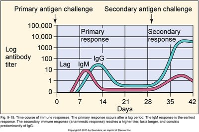 Primary and secondary antibody responses