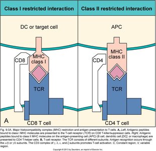 MHC class I and II restriction in T cell interactions