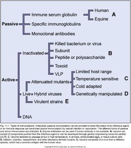 Types of immunization: passive and active