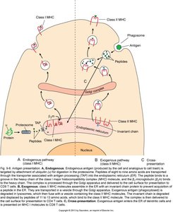 Antigen processing and presentation pathways for MHC class I and II