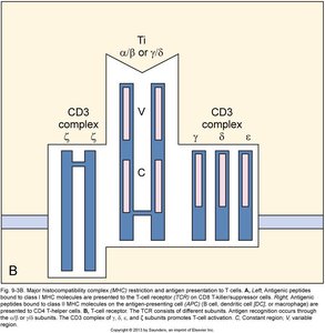 TCR and CD3 complex structure