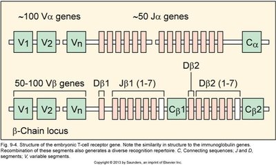 TCR gene rearrangement and diversity