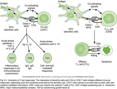 Activation of T cell responses and differentiation