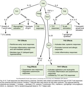 Cytokine regulation of T cell differentiation