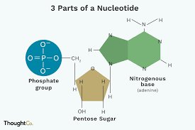 Amino acid structure: methionine and cysteine