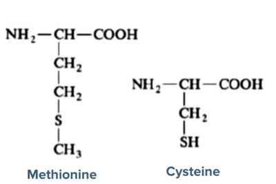 Nucleotide structure