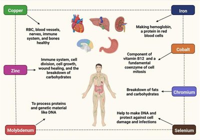 Trace elements and their functions in the body