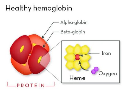 Hemoglobin structure with iron and oxygen