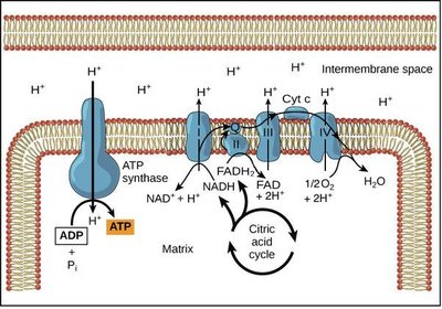 Electron transport chain and ATP synthesis