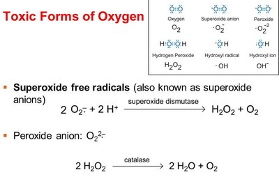Toxic forms of oxygen and neutralizing enzymes