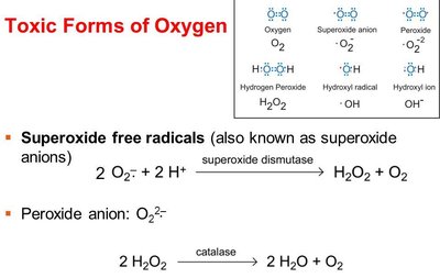 Catalase and peroxidase reactions