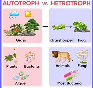 Autotroph vs Heterotroph examples
