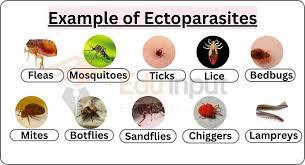 Examples of ectoparasites