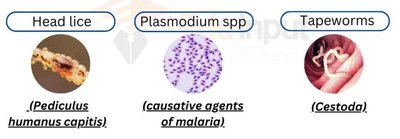 Examples of head lice, Plasmodium spp., and tapeworms