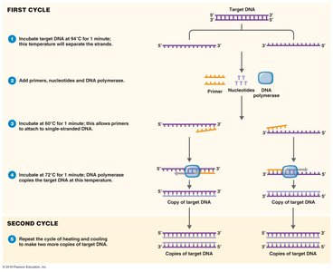 PCR cycle diagram