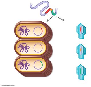 Genomic library construction