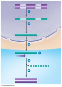 Making cDNA from eukaryotic mRNA