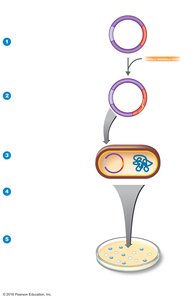 Blue-white screening for recombinant bacteria