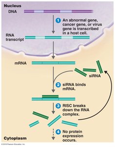 Gene silencing with siRNA