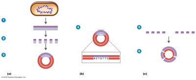 Shotgun sequencing process