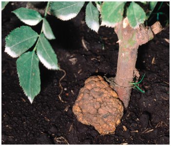 Crown gall disease on a rose plant