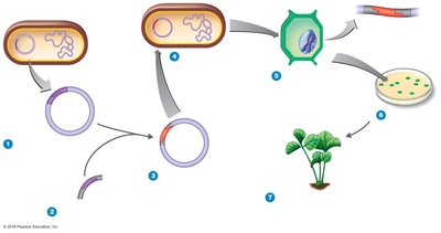 Ti plasmid as a vector for plant genetic modification