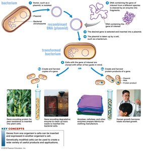 Overview of recombinant DNA technology process