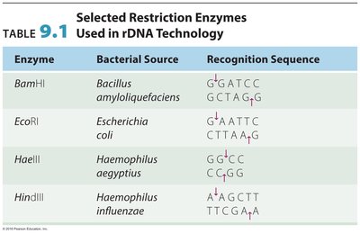 Table of selected restriction enzymes