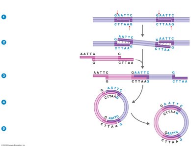 Restriction enzyme cutting and ligation process