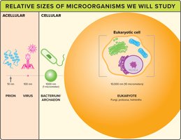 Relative sizes of microorganisms
