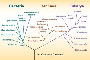 Relatedness of organisms