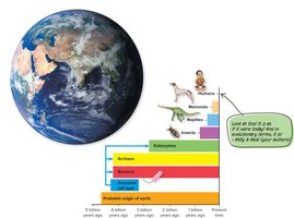 Evolutionary timeline