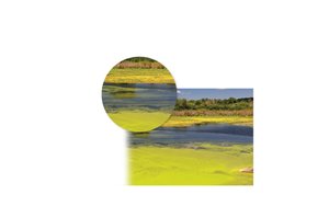 Microbes and energy flow