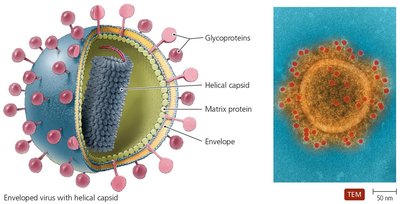 Enveloped virion structure