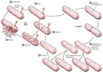 Lysogenic replication cycle in bacteriophages